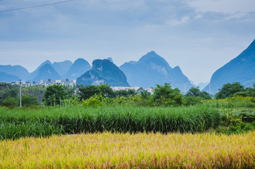 什么枝什么草成语